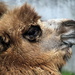 Camel Profile by randy23