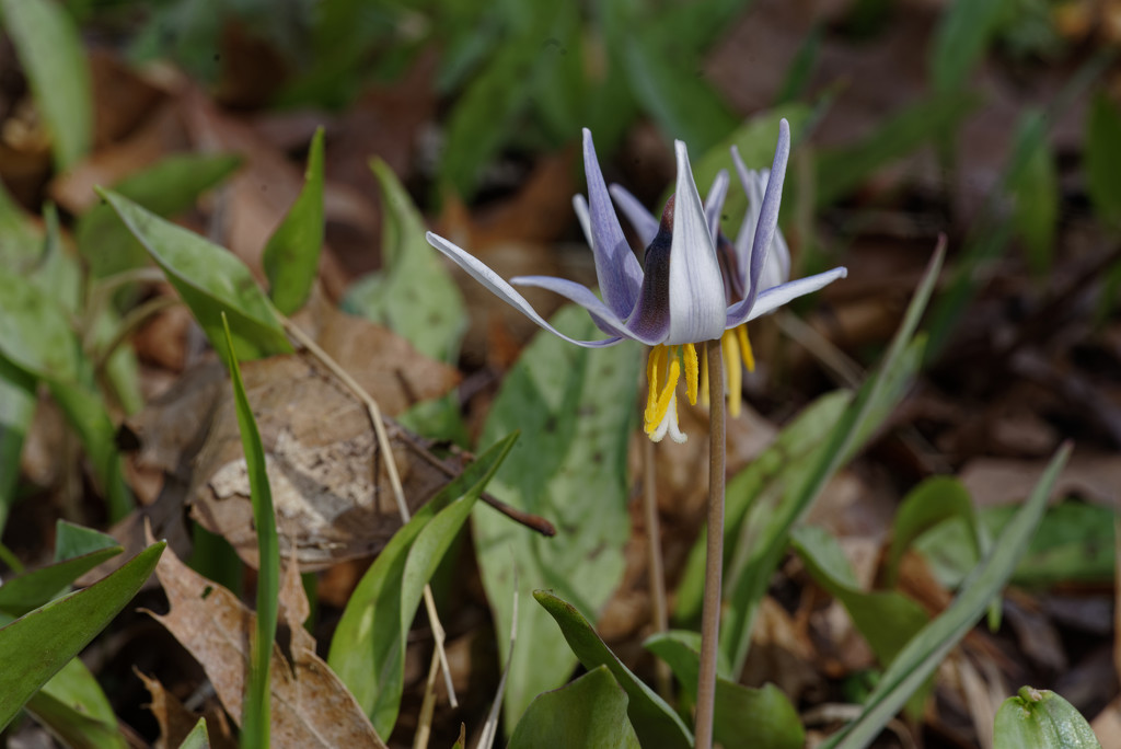 white trout lily landscape by rminer