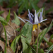 white trout lily landscape by rminer