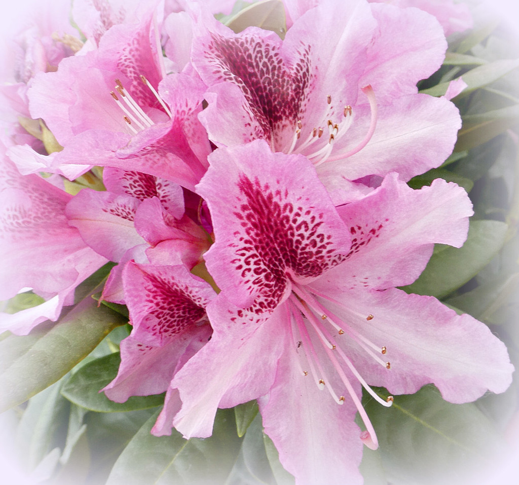 Rhododendron by wendyfrost