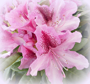 23rd Apr 2019 - Rhododendron