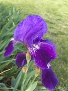23rd Apr 2019 - school garden iris