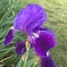 school garden iris by wiesnerbeth