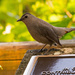 Grey Catbird Reading the Plaque! by rickster549