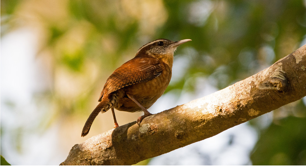 Carolina Wren! by rickster549