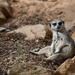 Road Trip Day 8 - Meerkat by kgolab