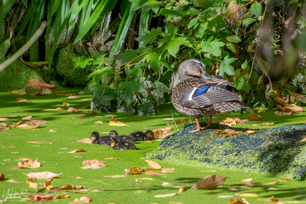 Late Ducklings by yorkshirekiwi