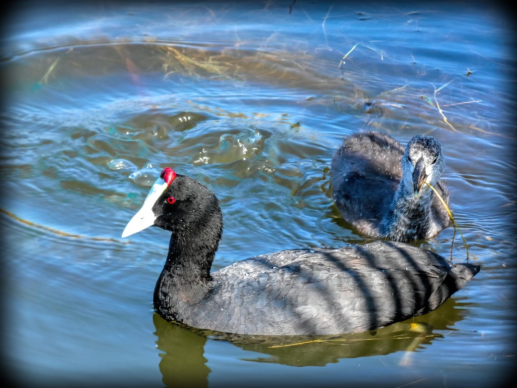 Mum and baby Red Knobbed Coot by ludwigsdiana