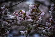 23rd Apr 2019 - Cherry Blossoms