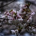 Cherry Blossoms by yentlski