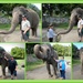 Elephant experience.. by julzmaioro