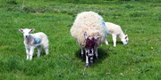 24th Apr 2019 - Easter lambs