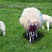 Easter lambs by jeff
