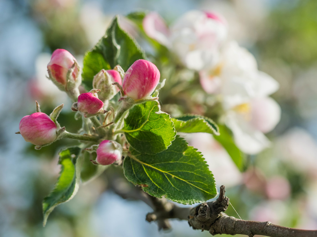 Apple blossoms by haskar