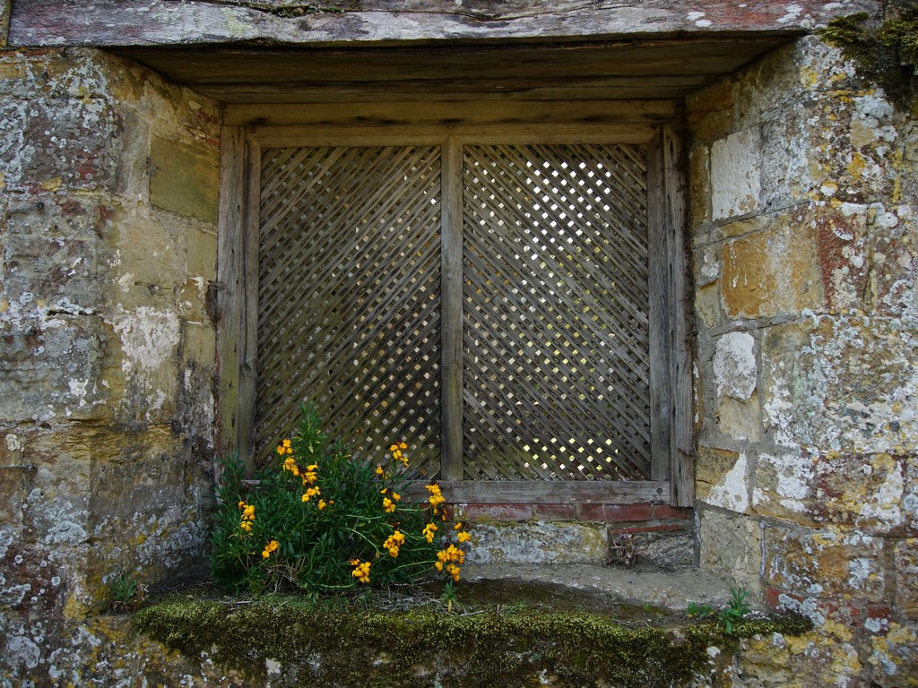 wallflowers on the windowsill by quietpurplehaze