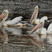 3 pelicans  by fr1da