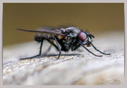 25th Apr 2019 - A Very Small Fly