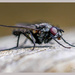 A Very Small Fly by carolmw