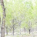 Spring in Albuquerque's Bosque by janeandcharlie