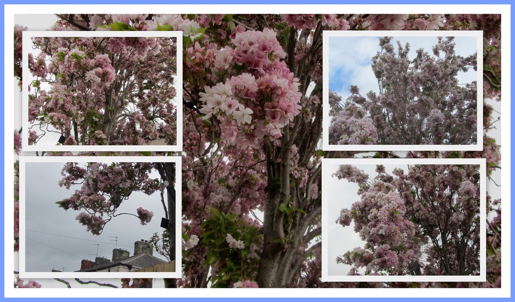 Views of pink blossom tree in Eachill. Rishton. by grace55
