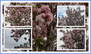 25th Apr 2019 - Views of pink blossom tree in Eachill. Rishton.