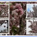 Views of pink blossom tree in Eachill. Rishton. by grace55