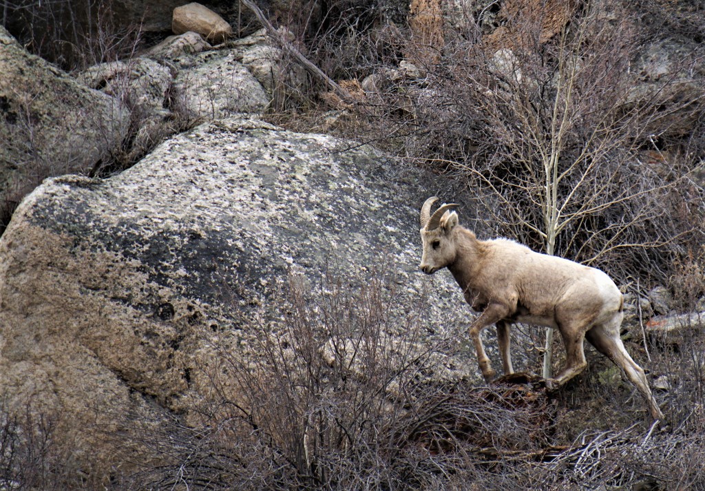 DSC03866 (2) Bighorn sheep by dianefalconer
