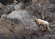 24th Apr 2019 - DSC03866 (2) Bighorn sheep