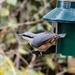 Nuthatch by lifeat60degrees