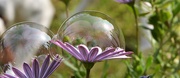 25th Apr 2019 - Reflections and bubbles.......