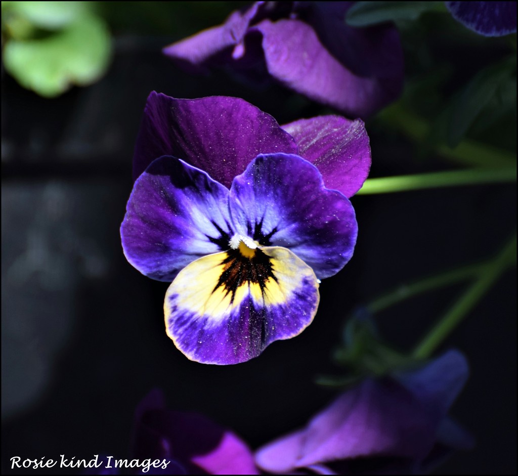 Pansy by rosiekind