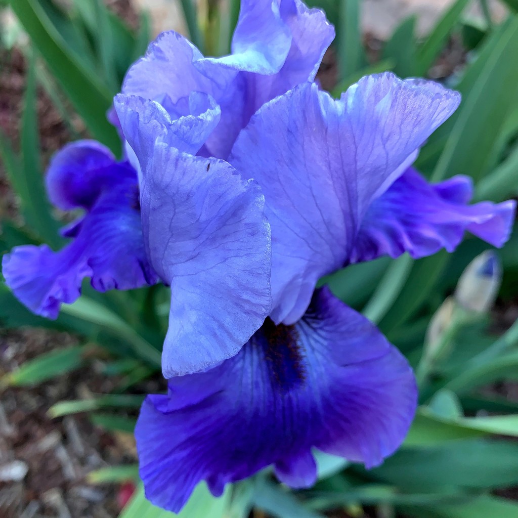 Blue Iris by shutterbug49