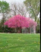 24th Apr 2019 - April 24: Spring Trees
