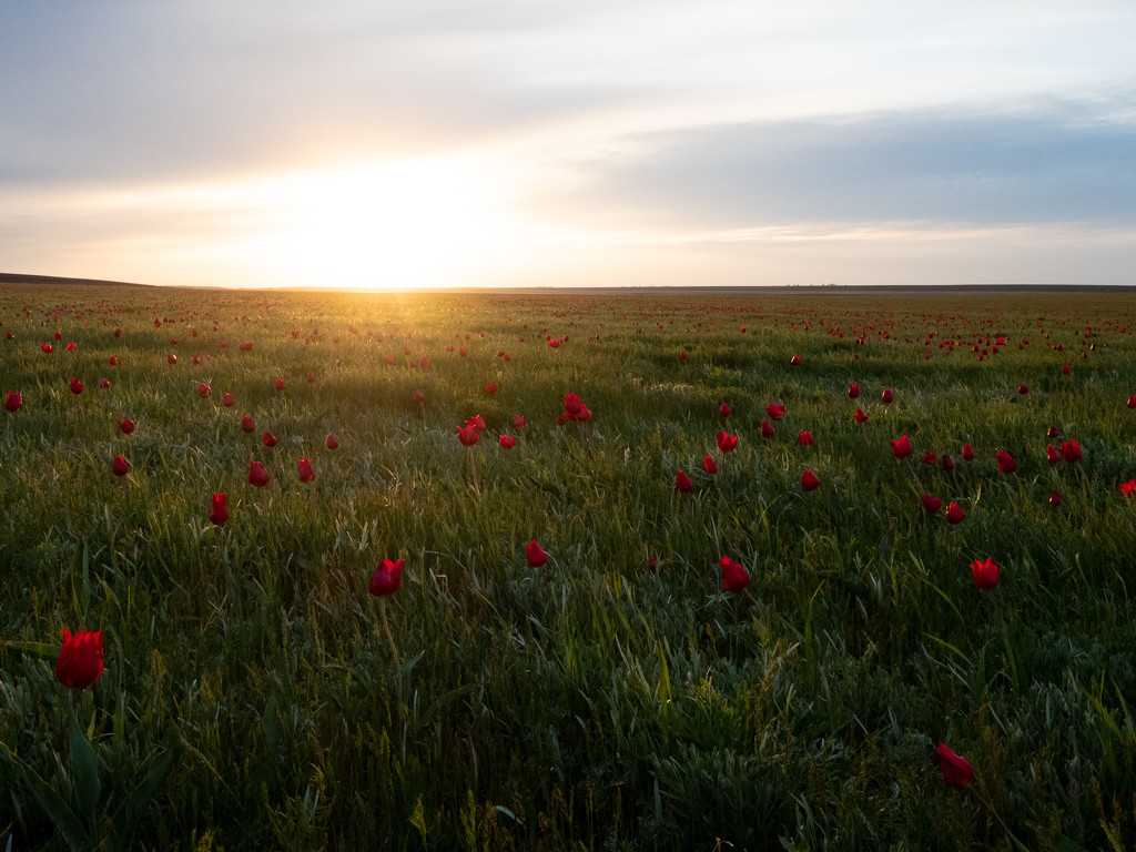 Tulip Fields of Manych-Gudilo by phmlq