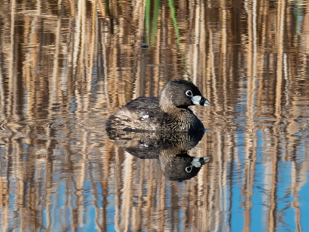 Pied-billed Grebe by rminer