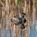 Pied-billed Grebe by rminer