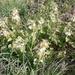 nettle flowers by arthurclark