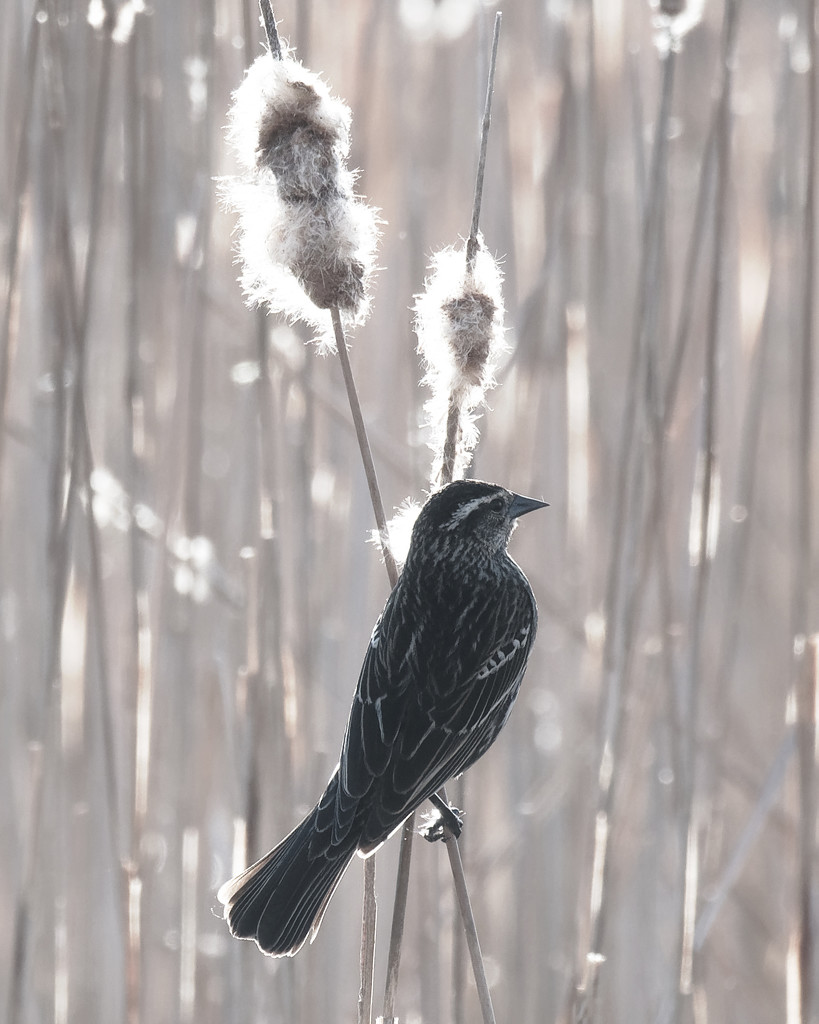 Female Red-winged Blackbird with Cattails by rminer