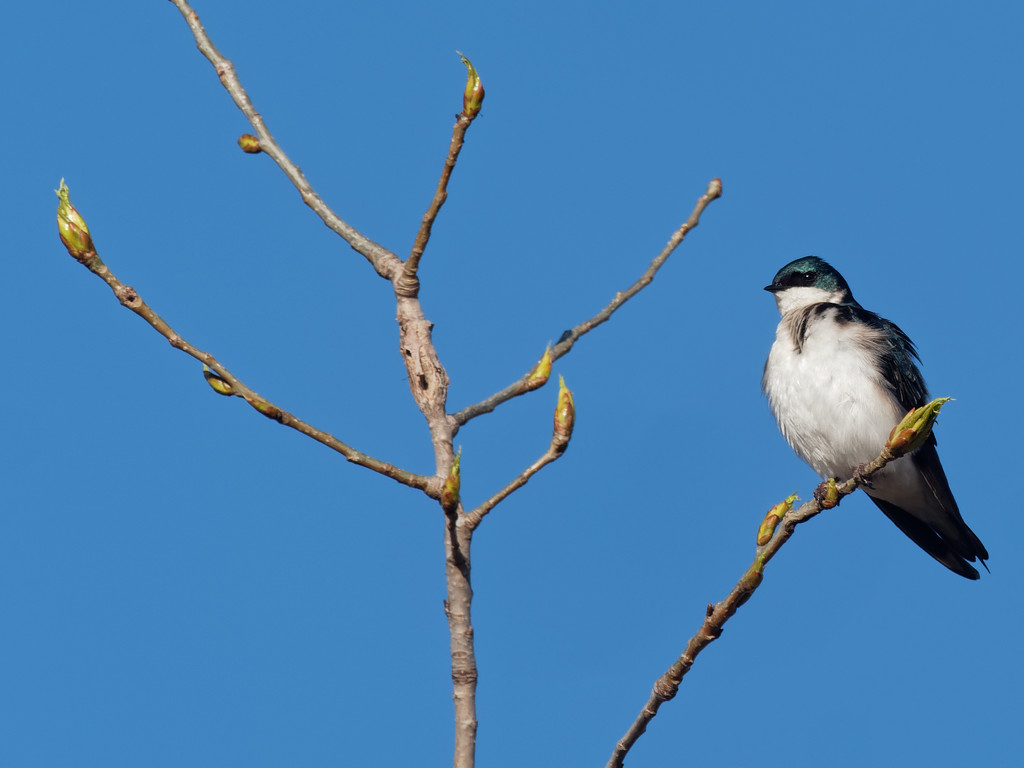 tree swallow in a tree by rminer