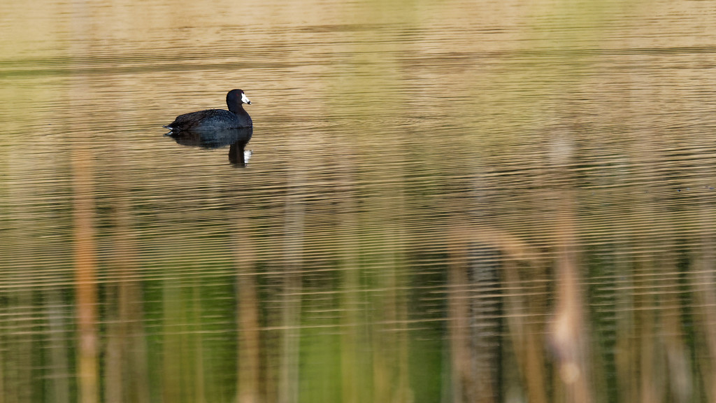 american coot by rminer