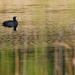 american coot by rminer