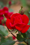 25th Apr 2019 - Red Rose Buds