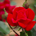 Red Rose Buds by kvphoto