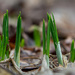 First signs of spring by novab