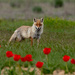Prarie Fox by phmlq