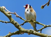 25th Apr 2019 - Friendly goldfinch