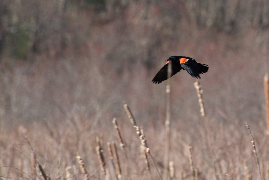 Red-Winged Blackbird by tdaug80