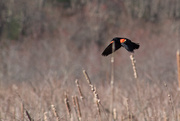 25th Apr 2019 - Red-Winged Blackbird