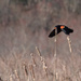 Red-Winged Blackbird by tdaug80