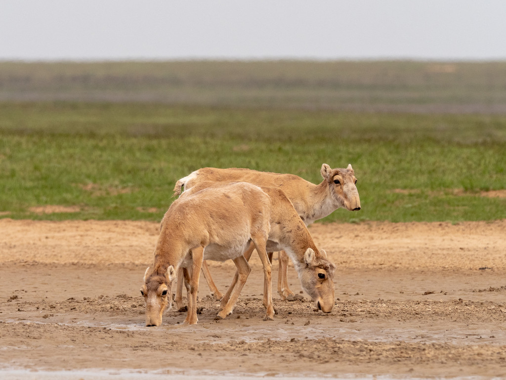 Three-headed Antelope by phmlq